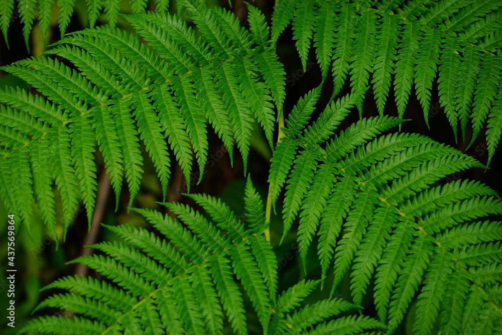 leaf of Cyathea spinulosa in Japan - 日本 シダの葉 アップ
leaf of Cyathea spinulosa in Japan - 日本 シダの葉 アップ