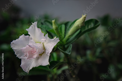 The exotic, beautiful Close up multi layer petal of desert roses, azalea flowers, adenium, obesum, azalea know as tropical flower, queen pretty flower blooming garden photo