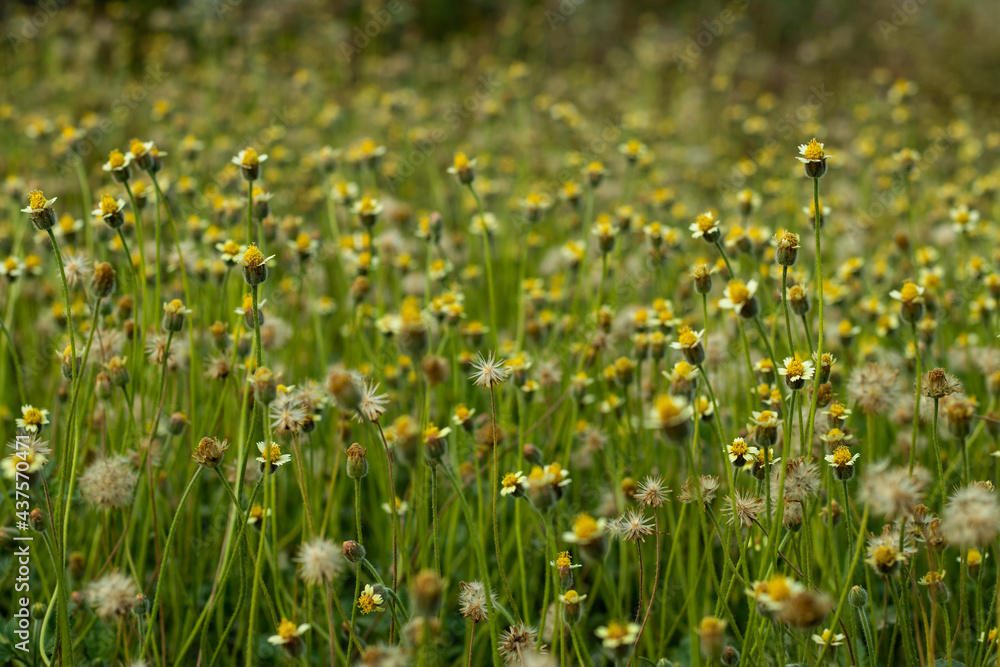 Coat Buttons flower or Tridax daisy flowering plants in daisy family Coat Buttons flower or Tridax daisy flowering plants in daisy family
