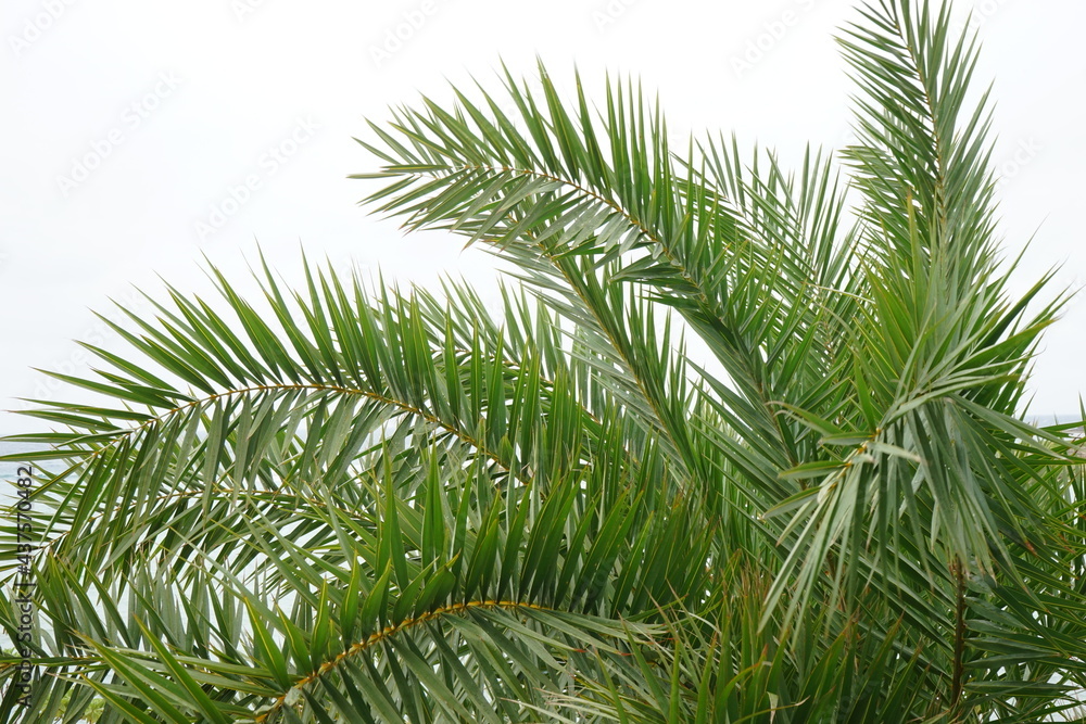Green leaf of coconut palm tree, closeup - ヤシの木 アップ Green leaf of coconut palm tree, closeup - ヤシの木 アップ