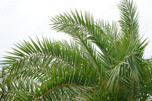 Green leaf of coconut palm tree, closeup - ヤシの木 アップ