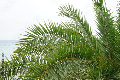 Green leaf of coconut palm tree, closeup - ヤシの木 アップ © Eric Akashi