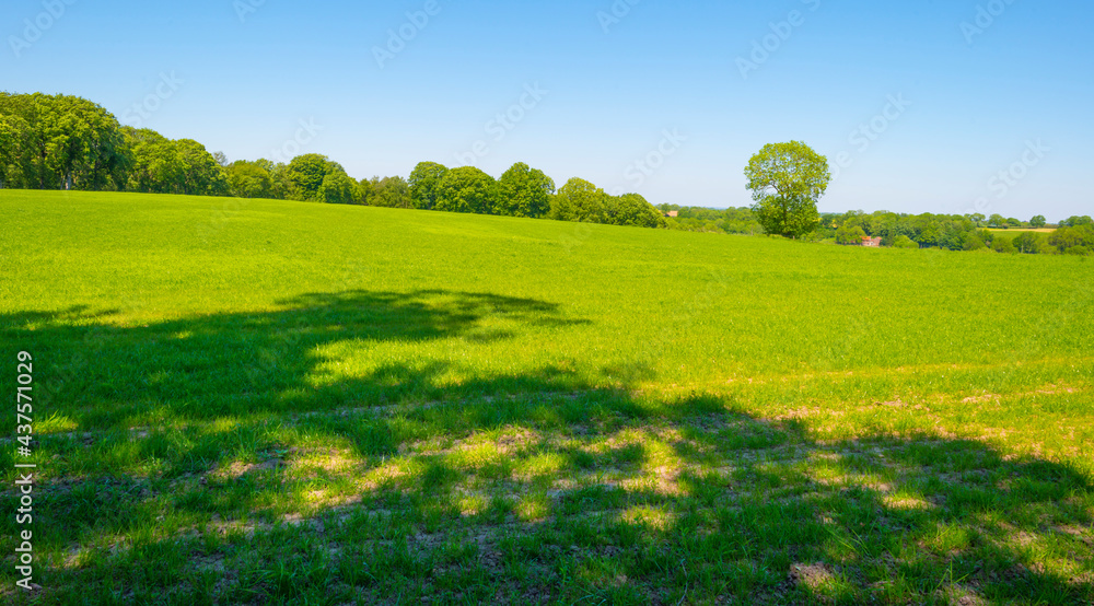 Obraz premium Fields and trees in a green hilly grassy landscape under a blue sky in sunlight in springtime, Voeren, Limburg, Belgium, June, 2021