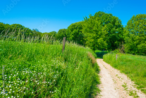 Fields and trees in a green hilly grassy landscape under a blue sky in sunlight in springtime, Voeren, Limburg, Belgium, June, 2021