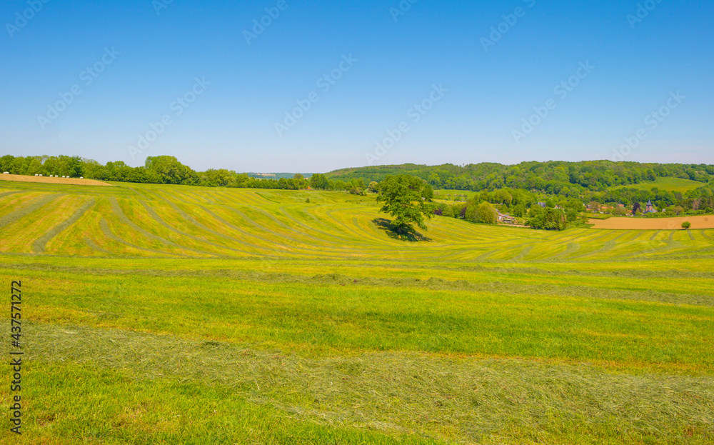 Mowed grass drying for hay in an agricultural field in the countryside under a blue sky sky in sunlight in springtime, Voeren, Limburg, Belgium, June, 2021