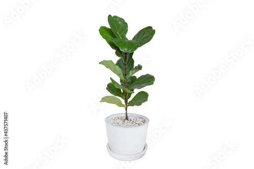 Φωτογραφία Fiddle Leaf Fig or Ficus lyrata isolated on a bright white background, Pot plant