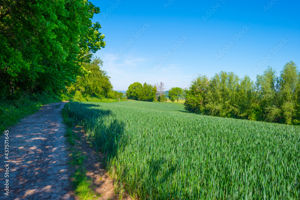 Obraz premium Wheat growing in an agricultural field in the countryside in bright sunlight under a blue sky in springtime, Voeren, Limburg, Belgium, June, 2021