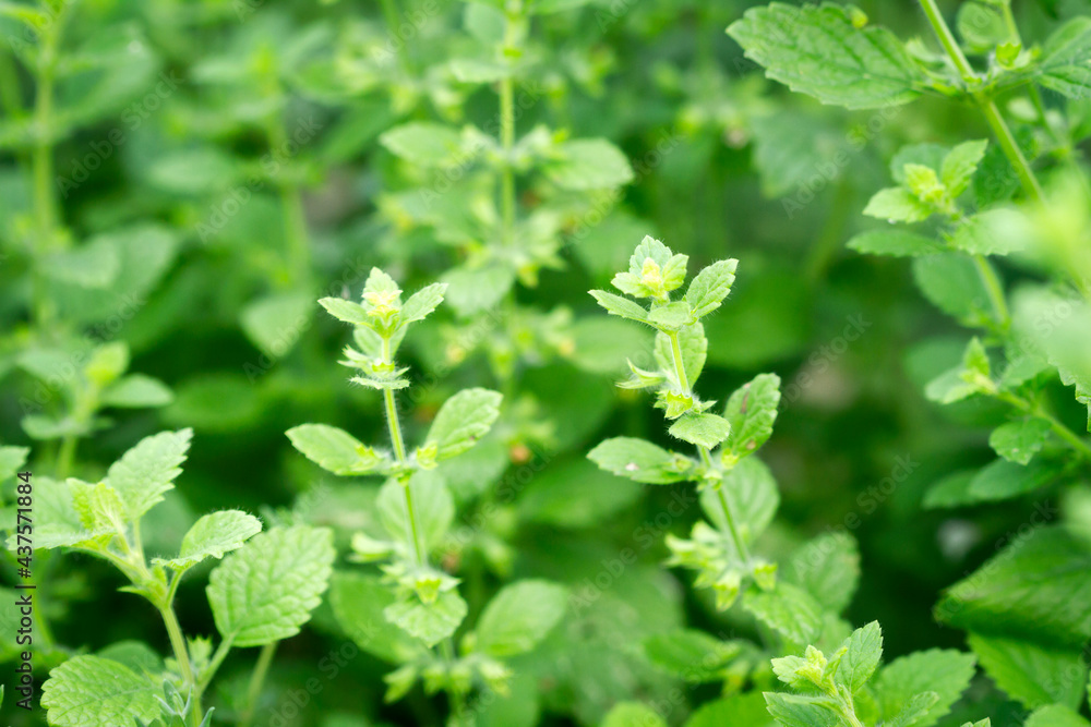 Close up of beautiful fresh mint in the garden Close up of beautiful fresh mint in the garden