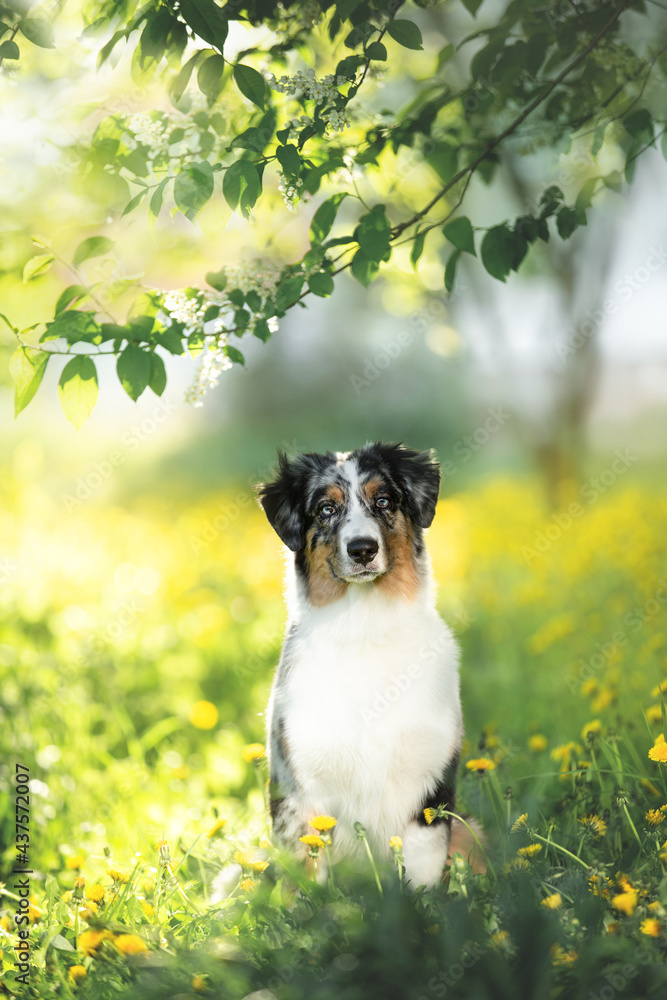 Portrait of adorable australian shepherd dog posing in the park on yellow dandalion's and green tree's background Portrait of adorable australian shepherd dog posing in the park on yellow dandalion's and green tree's background