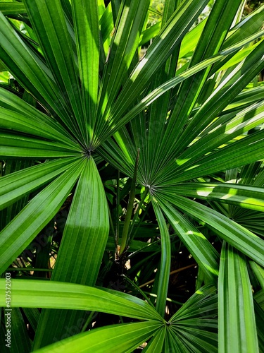 Tropikalne tło, zbliżenie na liście rośliny. © insomniafoto