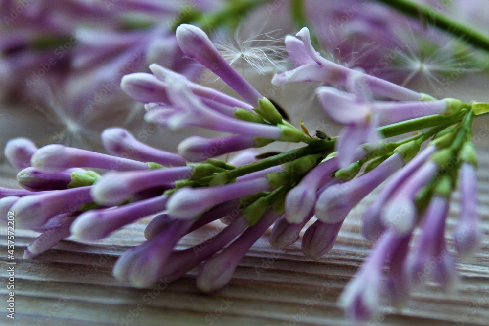 bunch of purple onion bunch of purple onion