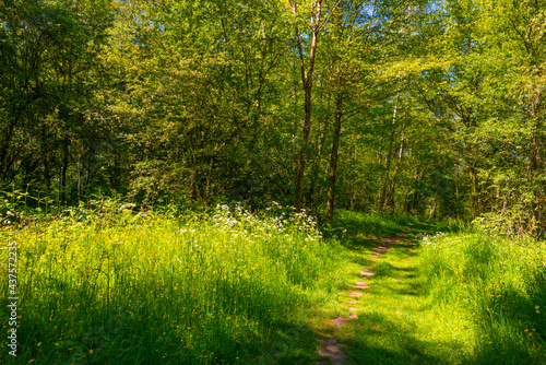 Footpath in sunlight and shadow in green woodland in springtime, Voeren, Limburg, Belgium, June, 2021