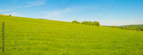 Fields and trees in a green hilly grassy landscape under a blue sky in sunlight in springtime, Voeren, Limburg, Belgium, June, 2021