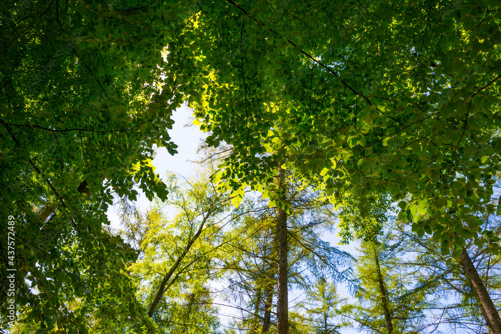 Footpath in sunlight and shadow in green woodland in springtime, Voeren, Limburg, Belgium, June, 2021 Footpath in sunlight and shadow in green woodland in springtime, Voeren, Limburg, Belgium, June, 2021