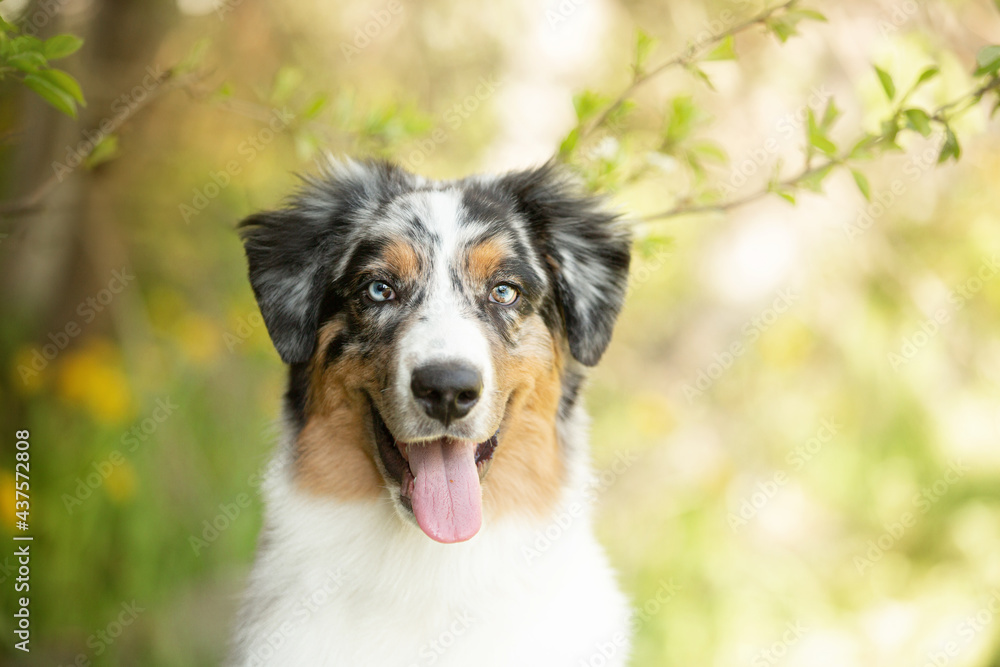 Portrait of adorable australian shepherd dog posing in the park on yellow dandalion's and green tree's background