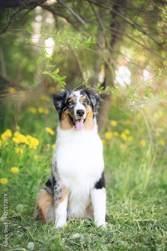 Portrait of adorable australian shepherd dog posing in the park on yellow dandalion's and green tree's background