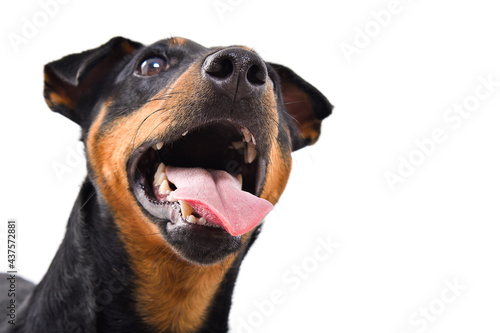 Portrait of funny dog breed Jagdterrier looking up, closeup, isolated on white background