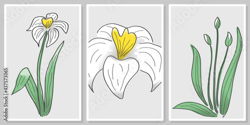 hand drawing narcissus flower- wall art vector set, for wall art, poster, wallpaper, print
