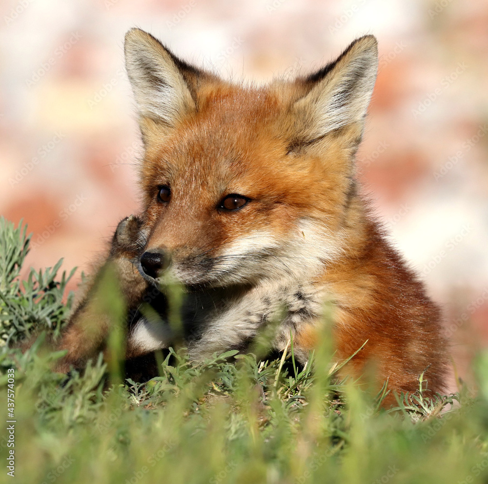 Fototapeta premium Red Fox kits exploring the area around the den, by Lake Ontario.