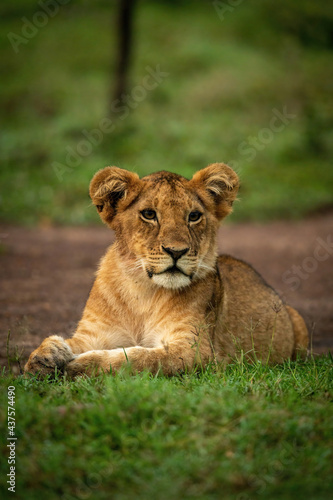 Lion cub lies in grass turning head