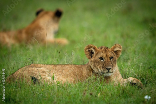 Lion cub lies in grass near another © Nick Dale