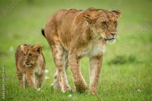 Lion cub follows lioness over short grass