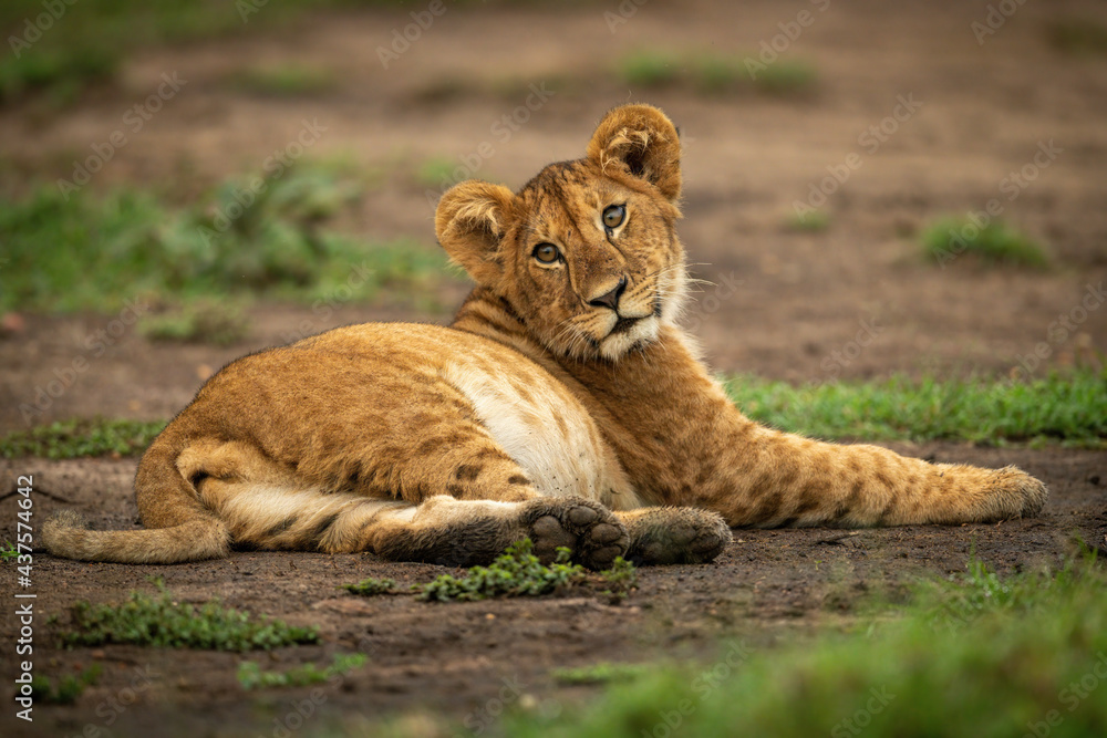 Lion cub lies in dirt looking back