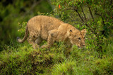 Lion cub crouching on mound staring ahead