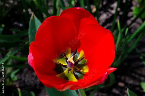 Macro shot of a red tulip interior  Sofia  Bulgaria   