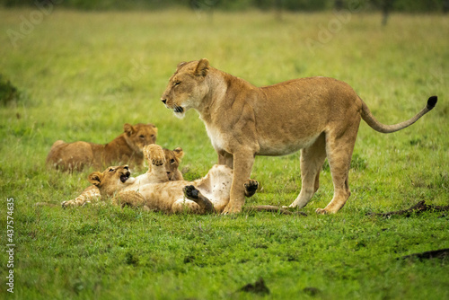 Lion cub lies on back near mother