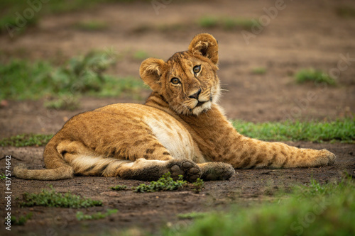 Fototapeta Naklejka Na Ścianę i Meble -  Lion cub lies in dirt looking back