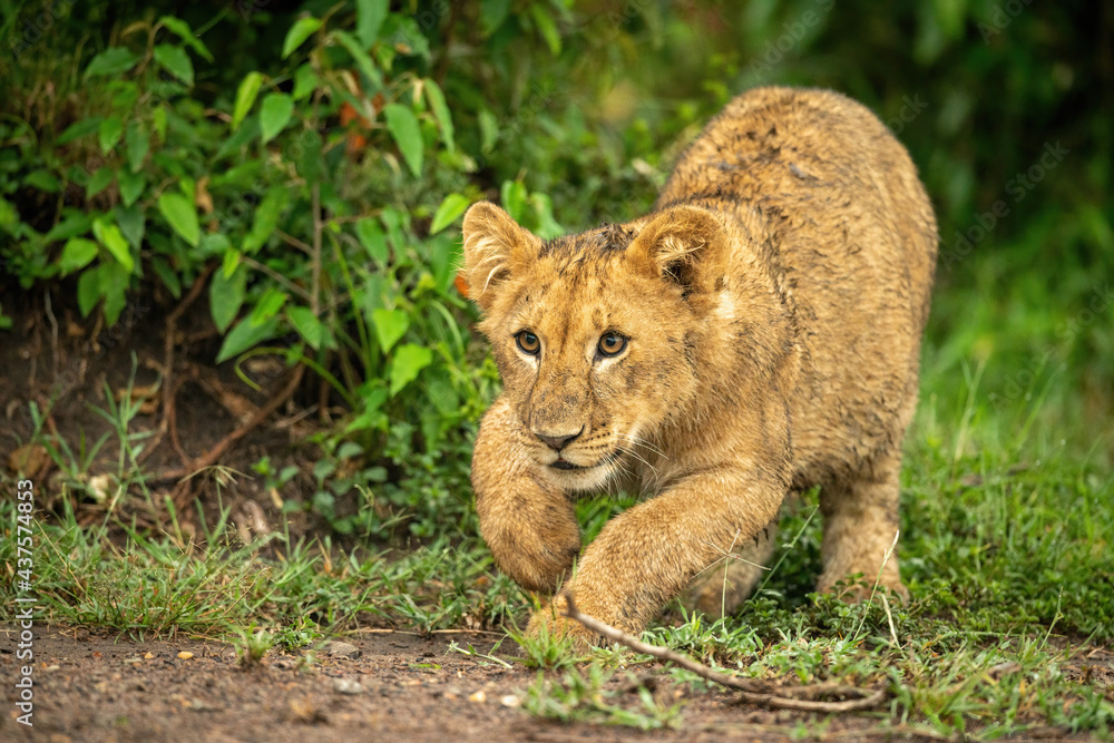 Lion cub crouches ready to jump forward Lion cub crouches ready to jump forward