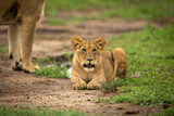 Lion cub lies beside mother on track