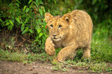 Lion cub jumps past bush lifting paw