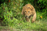 Lion cub creeps past bush lifting paw