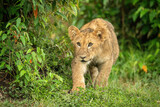 Lion cub creeps past bush staring ahead