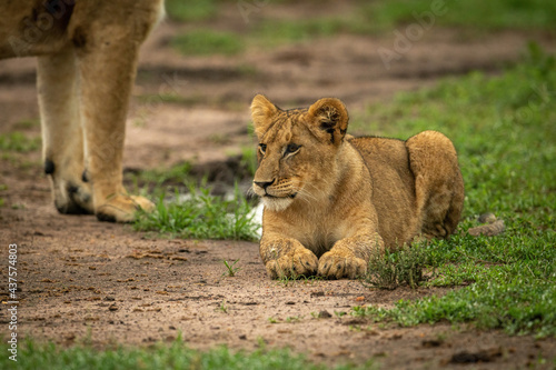 Wallpaper Mural Lion cub lies beside mother on dirt Torontodigital.ca