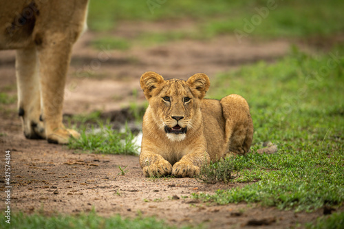 Lion cub lies beside mother on track