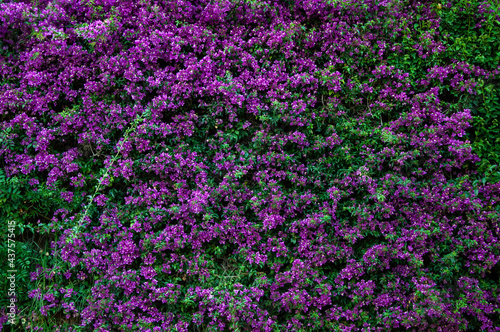 Flores malva textura