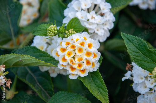 Flor blanca y amarilla