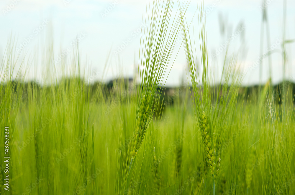 Obraz premium green ears of barley on the field close-up