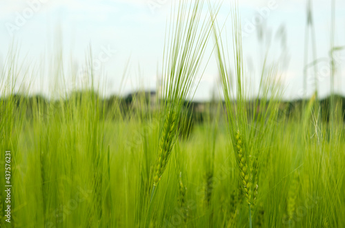 green ears of barley on the field close-up