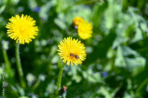 In a beautiful meadow bright yellow dandelions bloom in spring.