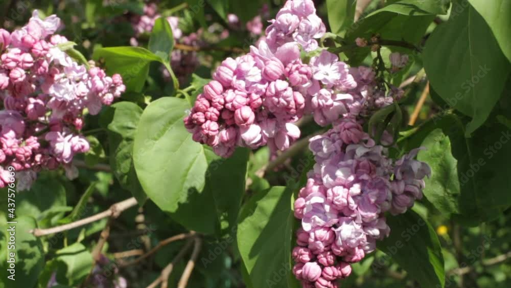 Blooming, light pink lilac, swinging in the light wind on the background of fresh leaves in a city park, close-up. Blooming, light pink lilac, swinging in the light wind on the background of fresh leaves in a city park, close-up.