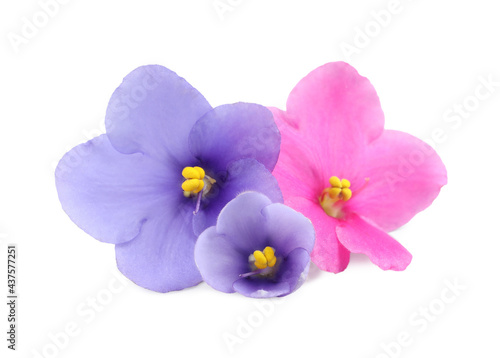 Fresh flowers of violet plant on white background