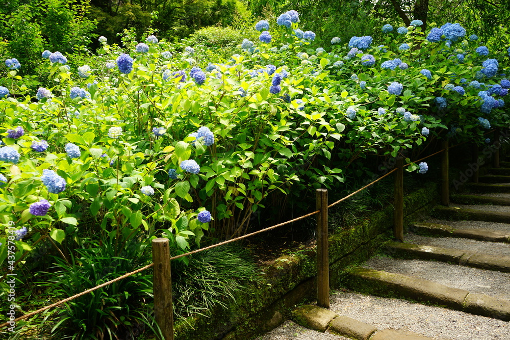 Blue Hydrangea flower on blurred background - 青い紫陽花の花