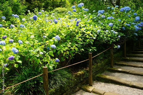 Blue Hydrangea flower on blurred background - 青い紫陽花の花