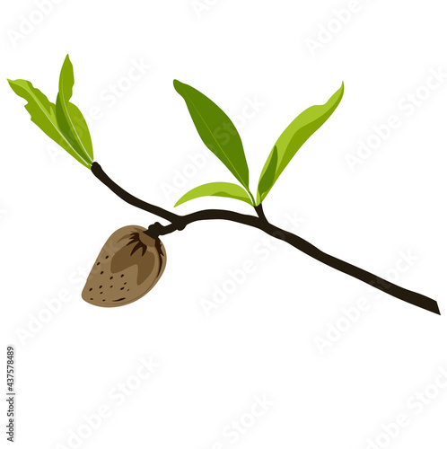 Almond branch with flowers vector stock illustration. spring fresh greenery on the tree and pink buds of blooming flowers. Label for almond milk. Wedding invitation template. Isolated on a white 