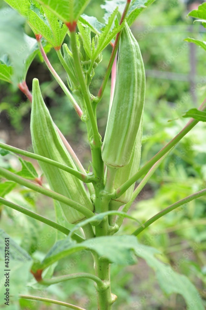 Okra close up and green leaves on natural light background Okra close up and green leaves on natural light background