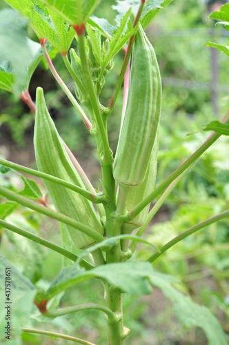 Okra close up and green leaves on natural light background
